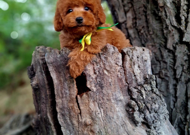 Toy poodle red brown Kore mini yavrularımız